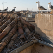 aves-en-el-tejado-gaviotas-canalon-barcelona (1) aves-en-el-tejado-gaviotas-canalon-barcelona