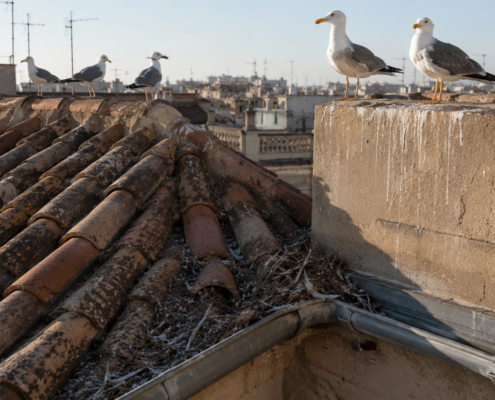 aves-en-el-tejado-gaviotas-canalon-barcelona